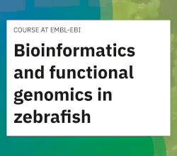 Bioinformatics and functional genomics in zebrafish