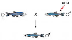 Zebrafish Mutation Project mutagenesis schematic